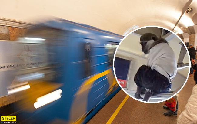 Свободно прыгал по поручням: в киевском метро с утра заметили обезьянку в одежде (видео)