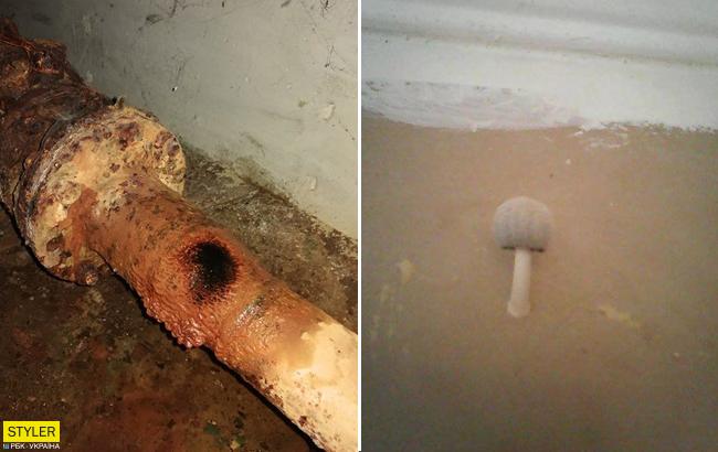 У киевлянки в квартире после ремонта на стенах выросли грибы