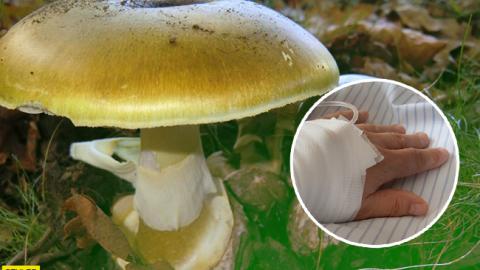 Під Києвом дитина ледь не померла від дотику до найотрутнішого гриба