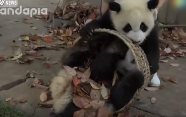 Ці забавні панди: невгамовні ведмежата влаштували погром у вольєрі