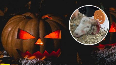 "Это теперь нормально?": в Харькове магазин "украсили" отрубленной головой животного