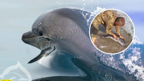 "Плыви-плыви, манюня!": сеть растрогало видео, как украинский военный спас дельфиненка