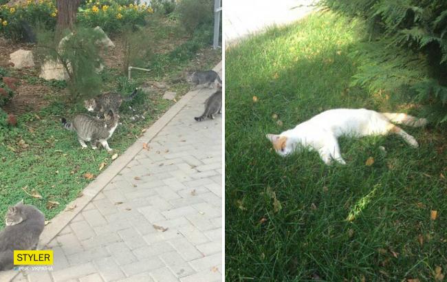 "Для москаля даже кошка враг": в сети рассказали о массовом отравлении животных в Крыму