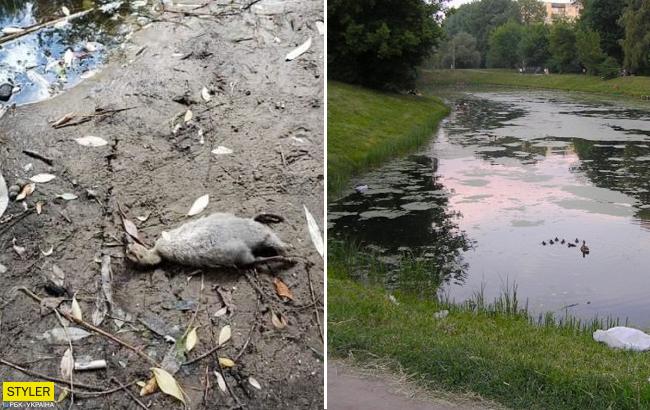 Сульфаты, фосфаты, нитраты и не только: в Киеве озера отравляют горожан