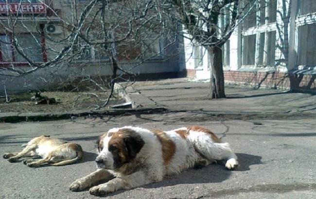 На Одесщине поставят памятник псу, который более 10 лет ждал умершего хозяина