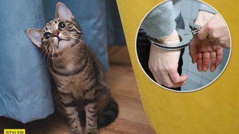 Жорстокі шкуродери в Дніпрі: за інформацію про вилупків обіцяють велику суму грошей