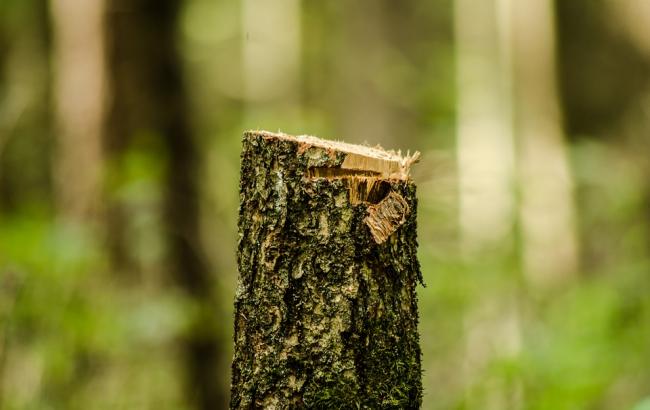 "Кто глумится над природой": вырубка деревьев в киевском парке возмутила сеть