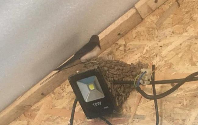 Знайшли притулок: ластівки звили гніздо в штабі блокади Криму