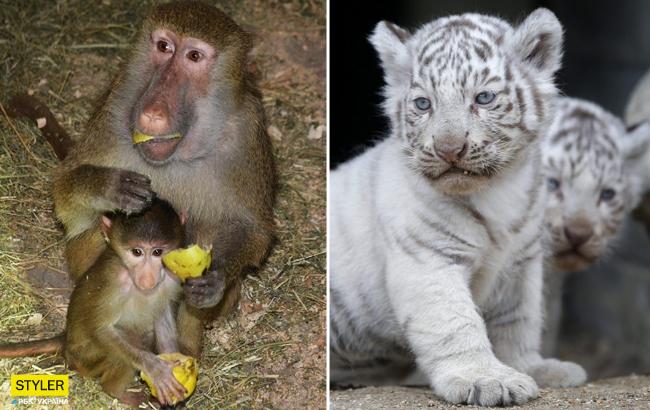 В украинский зоопарк привезли редчайших животных: появились трогательные фото