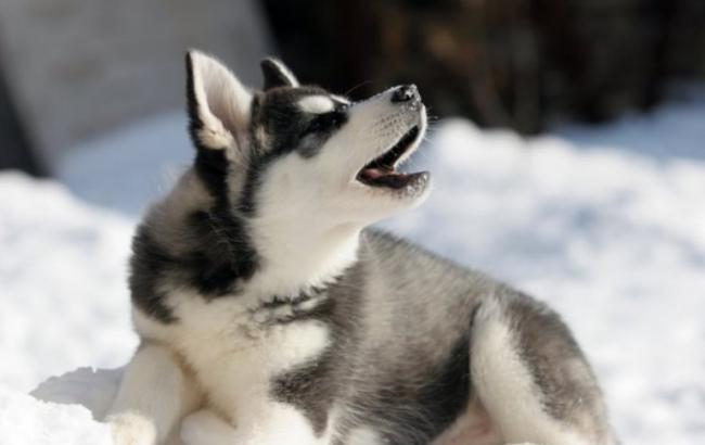 Погода на завтра: в Украине ожидается снег, температура до +5