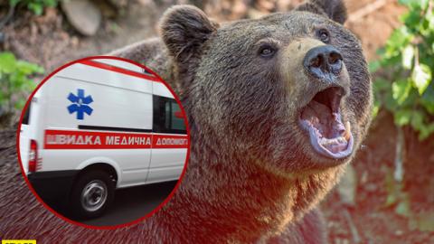 У Харківській області ведмідь накинувся на працівницю бази відпочинку