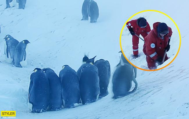 Журналисты нарушили главное правило, но спасли пингвинов (видео)
