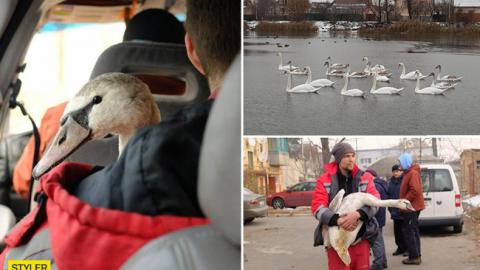 В Україні помирають лебеді: як дізнатися, що благородним птахам потрібна допомога
