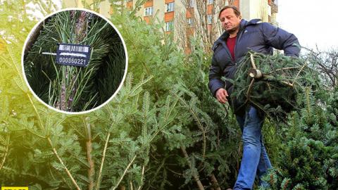 В Киеве будут продавать елки с чипами и штрих-кодами: перечень адресов