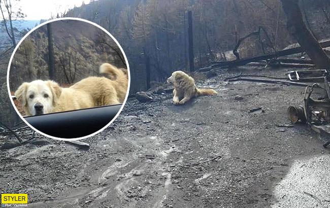 "Ніколи не здавайтеся": пес місяць прочекав господарів біля згорілого будинку