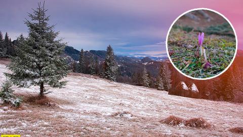 "Чудо&nbsp;природы среди мрачной зимы": на Закарпатье зацвел шафран (видео)
