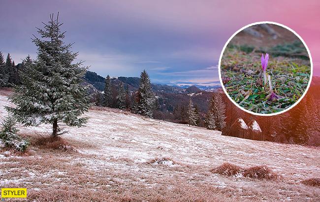 "Чудо природы среди мрачной зимы": на Закарпатье зацвел шафран (видео)