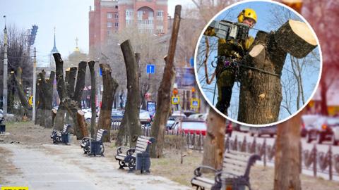 Більше ніяких голих стовбурів: у Києві ввели заборону на обрізання дерев