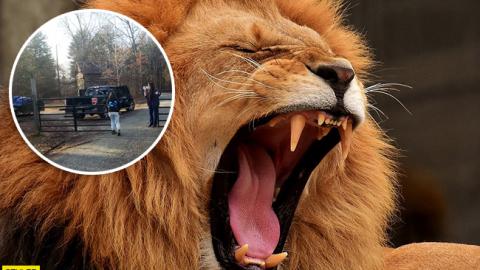 Лев сбежал из клетки и загрыз молодую девушку