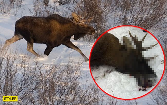 Безкарність: у Чернігівській області браконьєри жорстоко вбили лося
