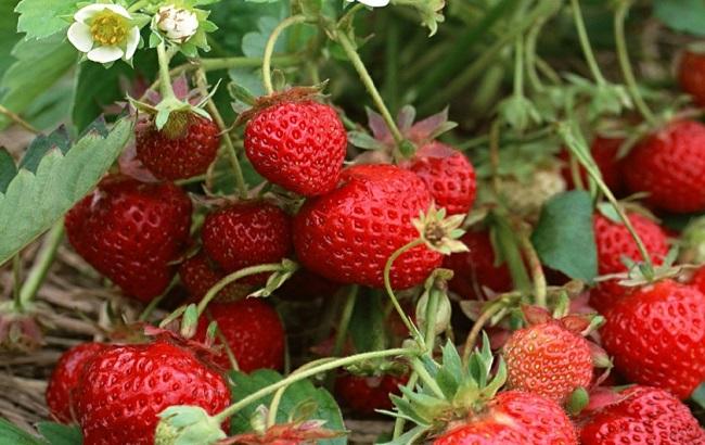 У Полтаві фермер вирощує полуницю на молоці