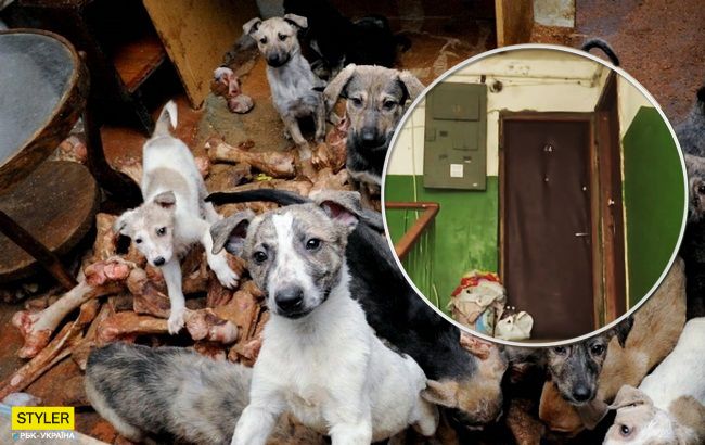 "В холодильнику мертві собаки": харків'яни звинувачують сусідку в страшних речах
