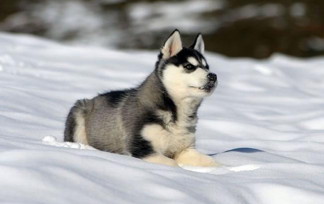 Погода на завтра: в Украине ожидается снег с дождем, температура до -6