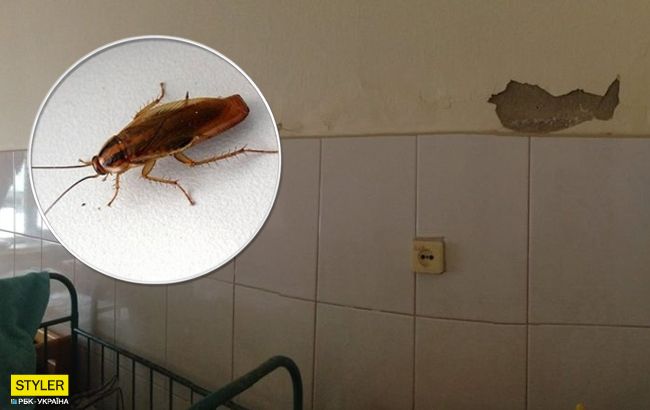 Тараканы чувствуют себя как дома: в сети показали ужасы больницы на Закарпатье