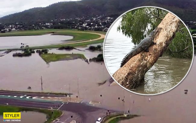 Крокодилы на улице: Австралия пострадала от сильнейшего наводнения (фото)