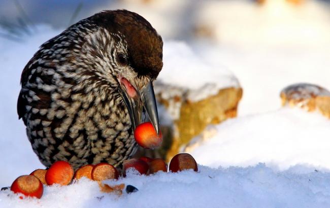 Погода на сегодня: в Украине ожидается снег с дождем, температура до -6