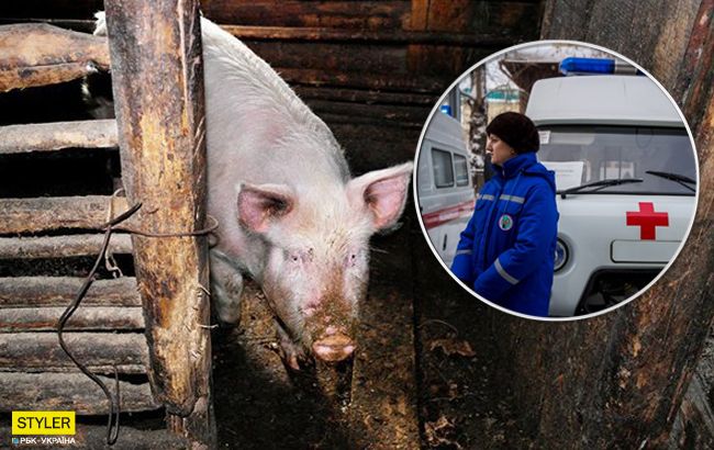 Голодные свиньи насмерть загрызли 56-летнюю женщину