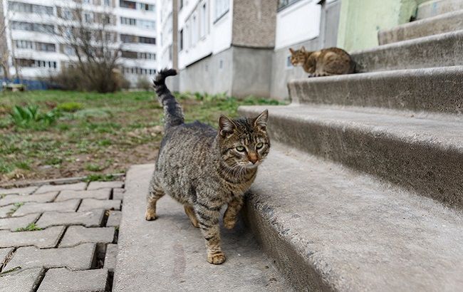 Мами проти кошатниць: в мережі скандал через ОСББ (відео)