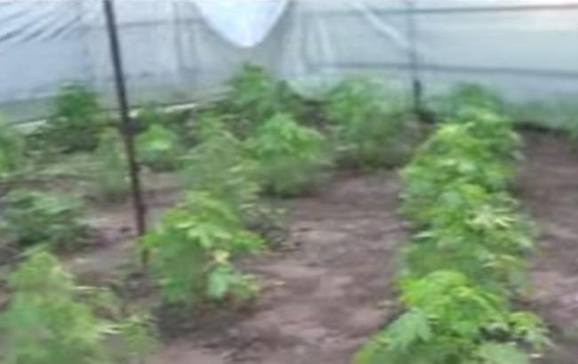 На Донбассе экс-милиционер выращивал марихуану во дворе дома