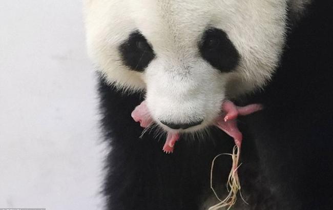 Настоящее чудо: панда родила детеныша в бельгийском зоопарке