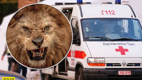 Лев загрыз владельца частного зверинца: подробности инцидента