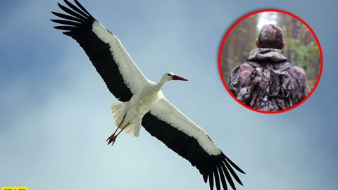 В Украину возвращается все меньше аистов: названа жуткая причина