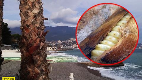 Крым может остаться без пальм: что произошло