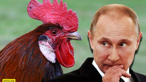 Путин опозорился из-за петушка (видео)