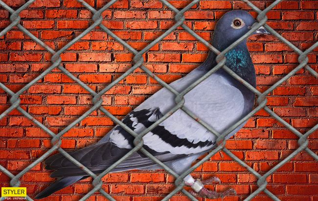 Птичий геноцид: под Запорожьем сотни голубей замуровали в стену (фото, видео)