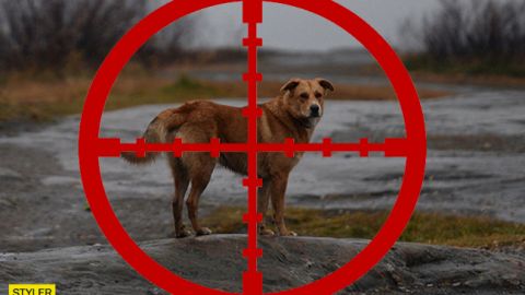 Прямо на очах у дітей: у школі під Львовом чинять самосуд над собаками