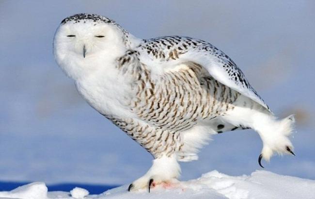 Погода на завтра: в Україні сніг, температура від -9 до +1