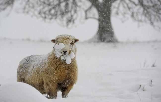 Погода на сегодня: в Украине снег, температура от -9 до +1