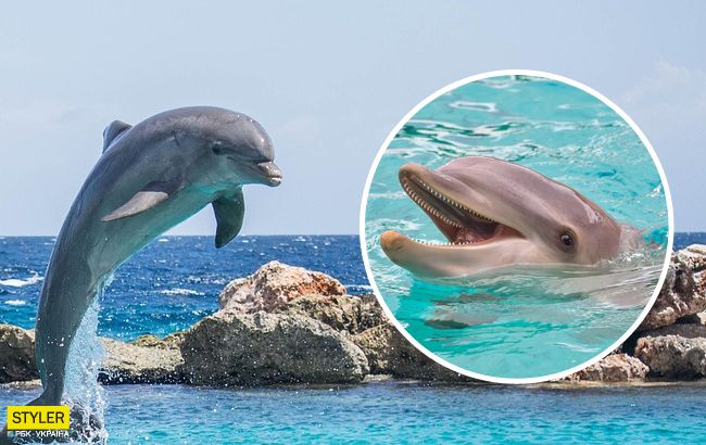 Дельфины играют с туристами под Николаевом: видео восхитило сеть