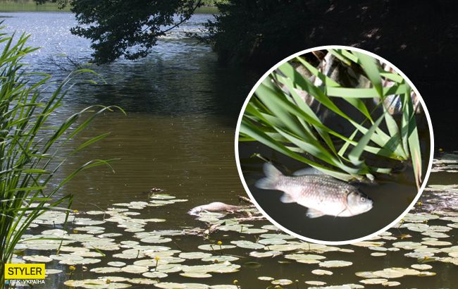 Экологическая катастрофа в Киеве: в озерах массово гибнет рыба (фото)