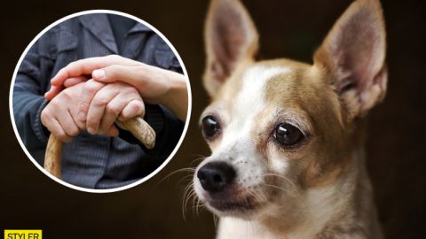 У Києві маленький песик врятував літню господарку від загибелі: зворушливе відео