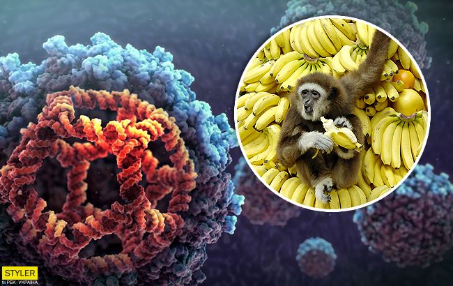 Бананы могут навсегда исчезнуть с рынка: стала известна причина