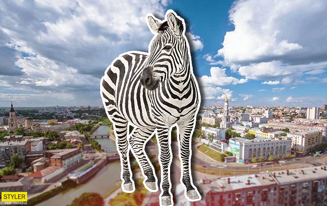 Ловить опасно: по Харькову разгуливает зебра, сбежавшая из экопарка