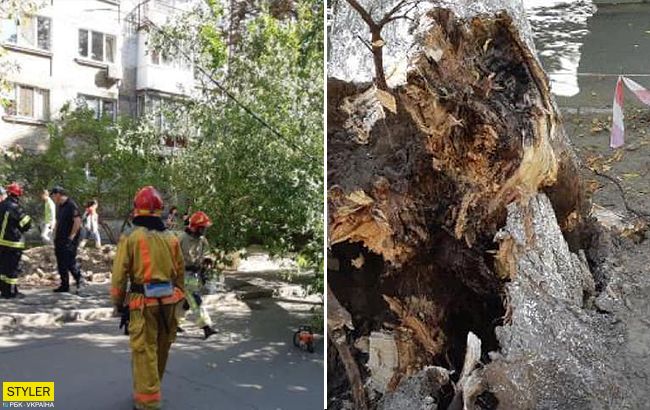 В Киеве огромное дерево рухнуло на женщину: все детали ЧП и видео