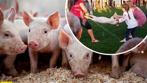 Жорстокі розваги: на Волині натовп ледь не розірвав порося (відео 18+)