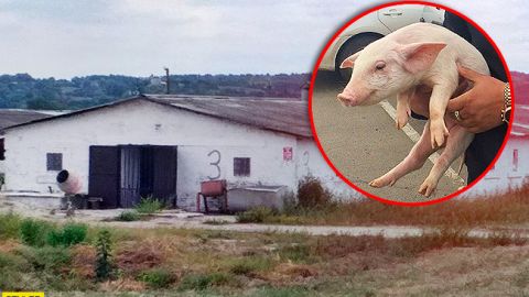 Вынес чуть ли не всю ферму: под Киевом поймали наглого похитителя поросят